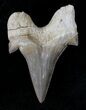 Otodus Shark Tooth Fossil - Eocene #22659-1